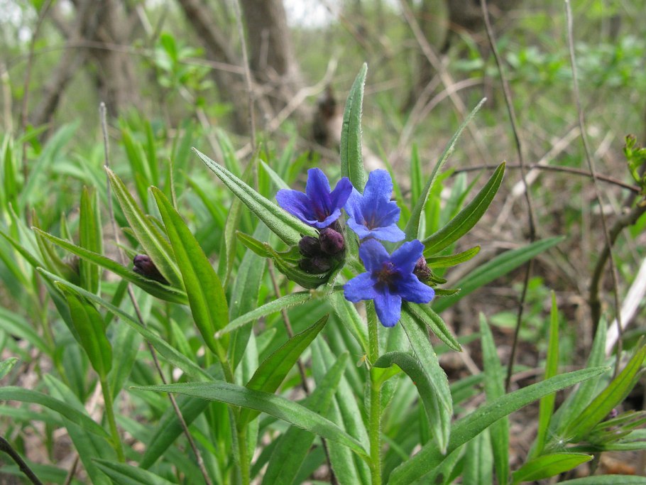 Lithospermum purpurocaeruleum