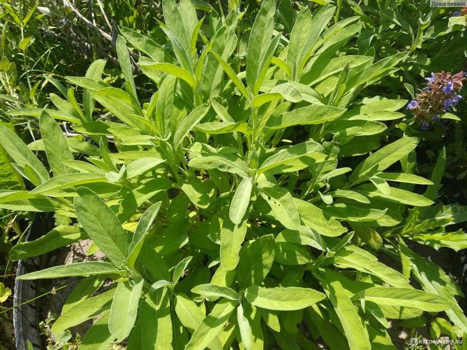 Растение Воробейник лекарственный