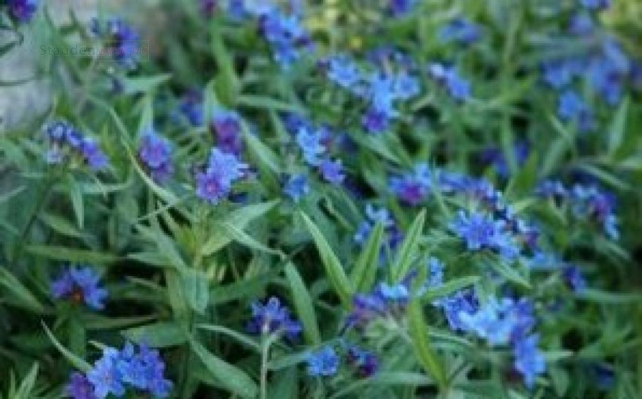 Воробейник пурпурно-голубой