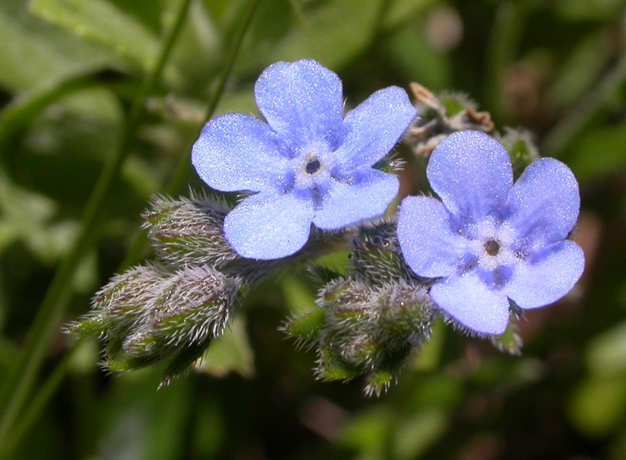 Воробейник краснокорневой Ботаническая иллюстрация
