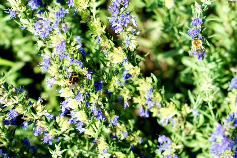 Воробейник Lithospermum erythrorhizon