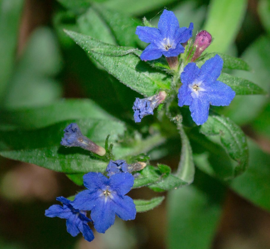 Розмарин куст