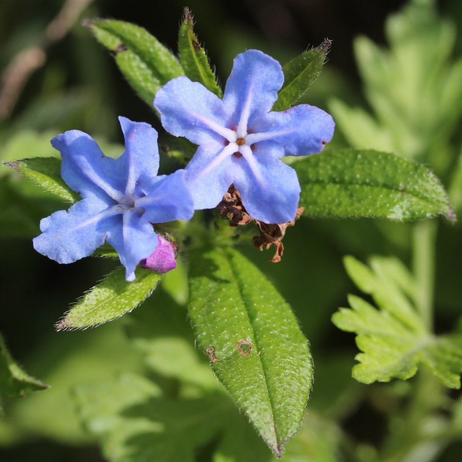 Воробейник лекарственный