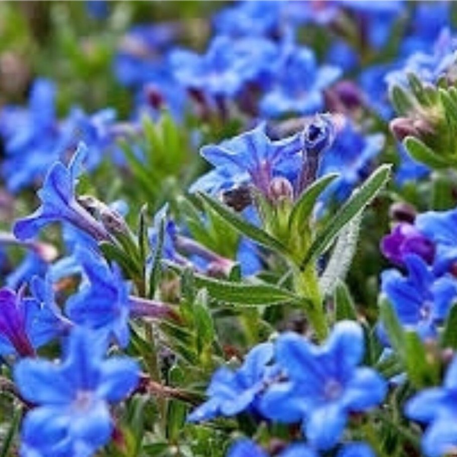 Воробейник пурпурно-голубой