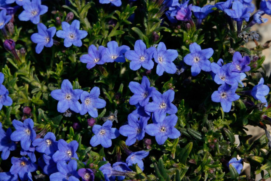 Воробейник лекарственный