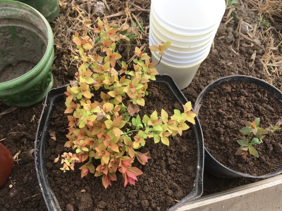 Ростки спиреи