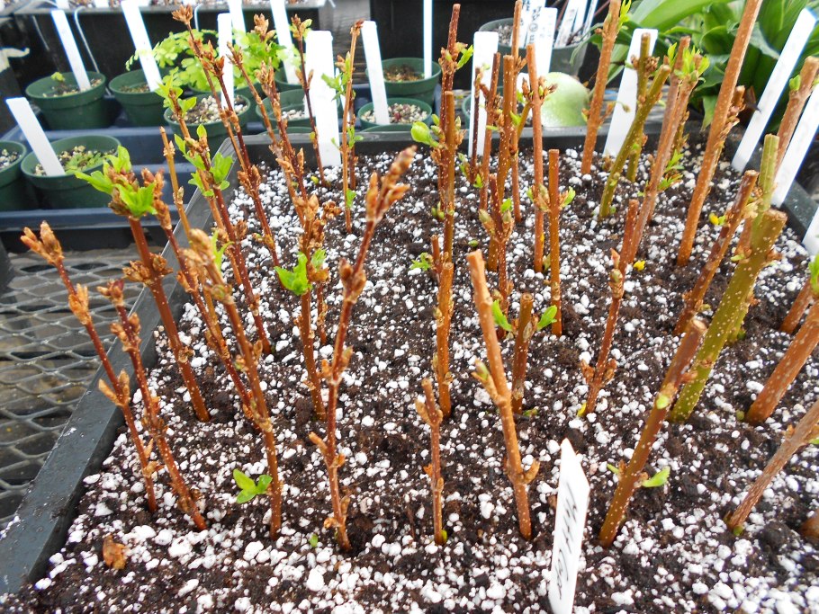 Форзиция одревесневшие черенки