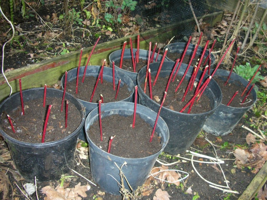 Черенкование дерена