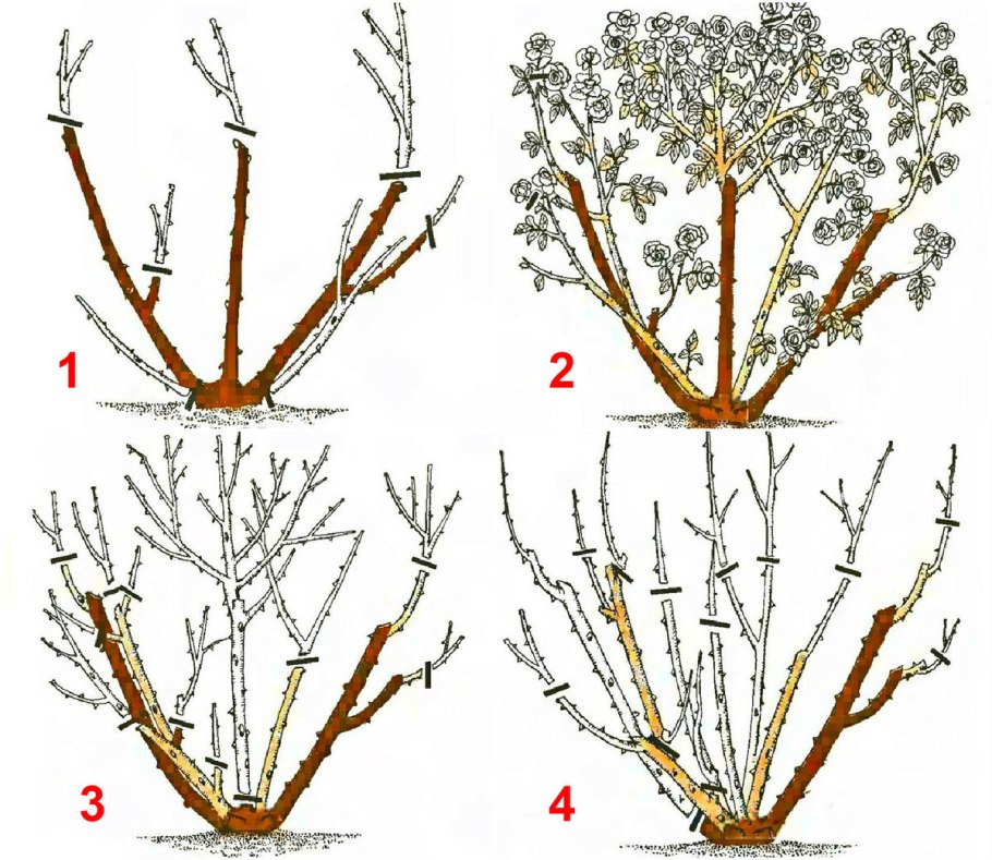 Черенкование черноплодной рябины