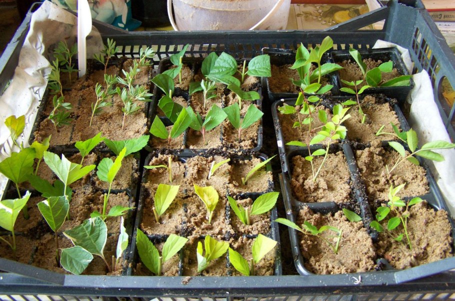 Барбарис Тунберга черенки