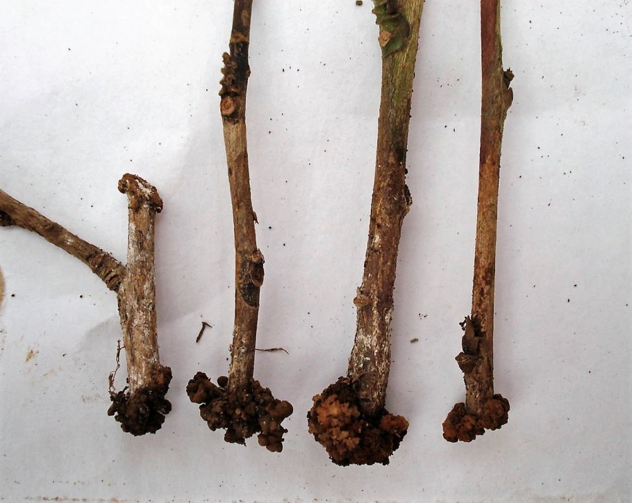 Черенкование смородины осенью