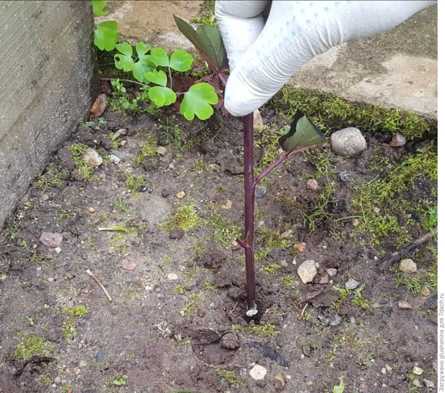 Крыжовник корень