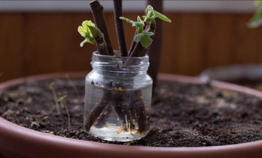 Укоренение черенков винограда