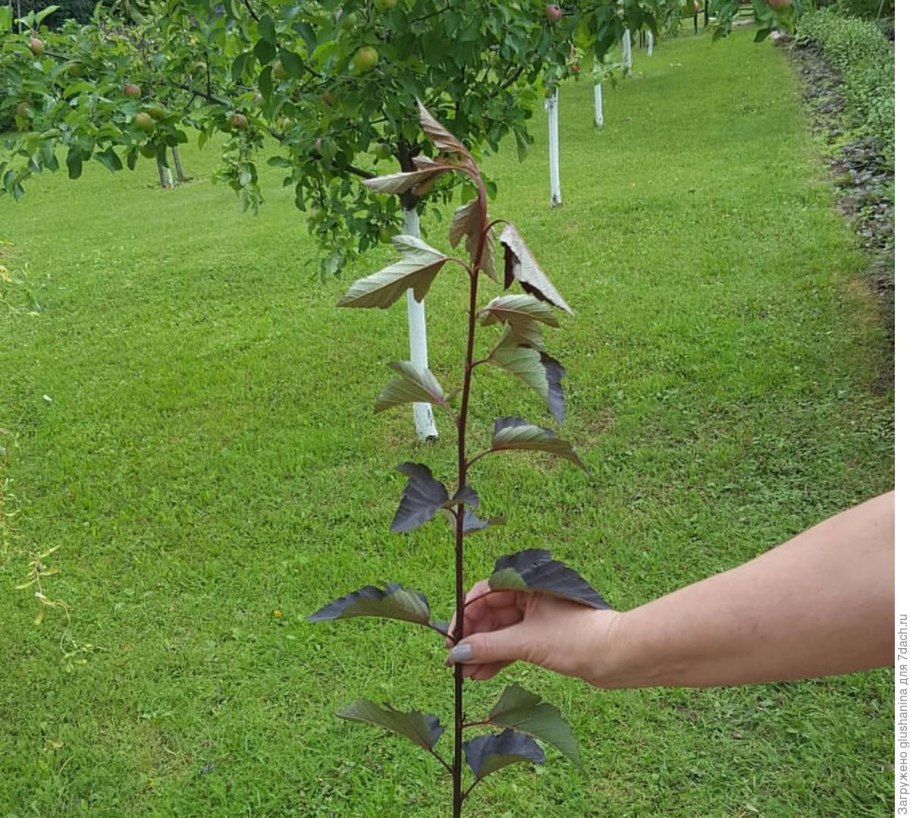 Размножение флоксов делением куста