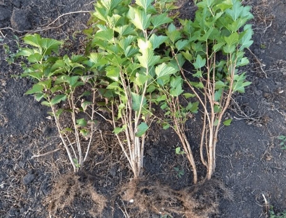 Пузыреплодник калинолистный черенки