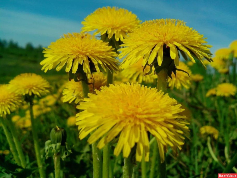 Вид одуванчика лекарственного