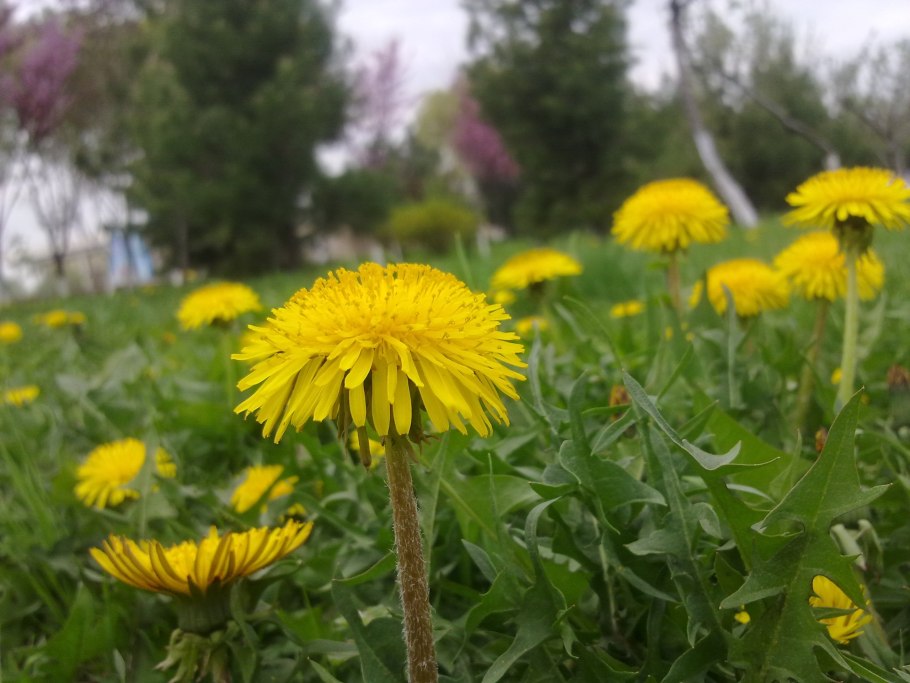 Раннецветущие растения одуванчик