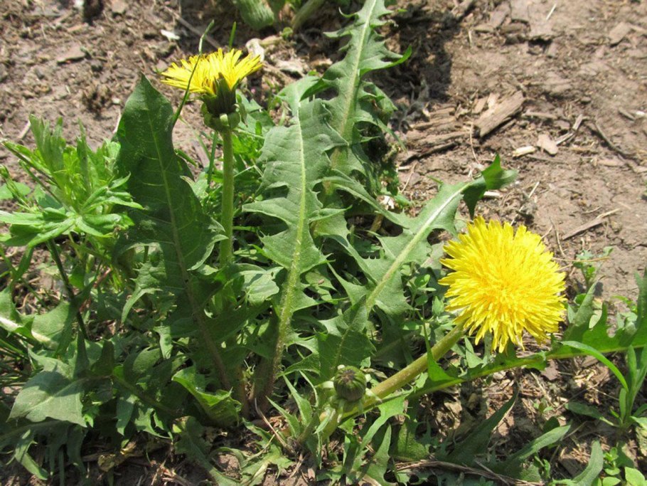 Одуванчик ОСТРОРОГИЙ