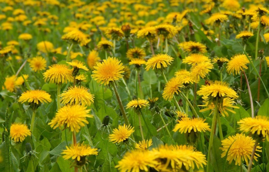 Одуванчик Аянский