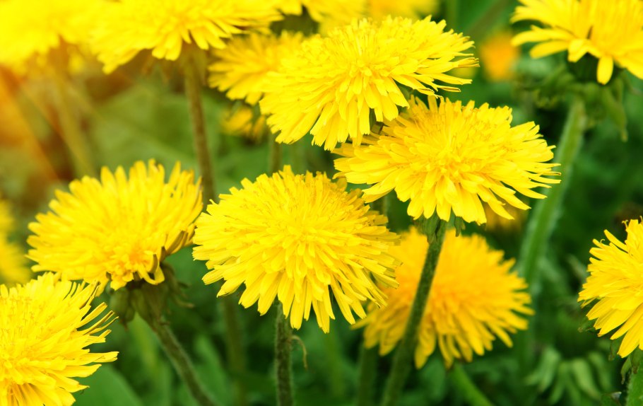 Одуванчик лекарственный – Taraxacum officinale