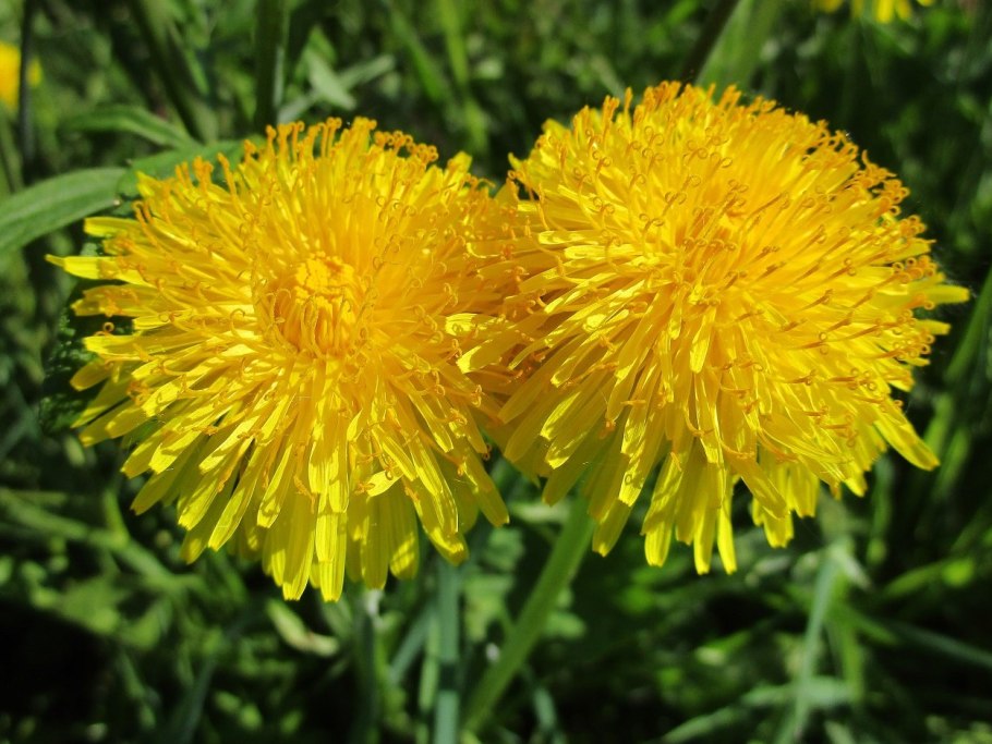 Кульбаба осенняя соцветие