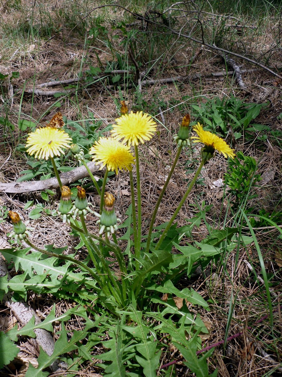 Taraxacum pseudoroseum