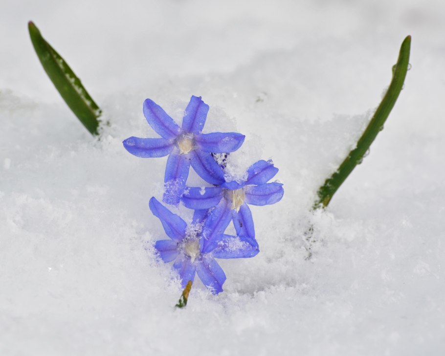 Первоцветы в снегу