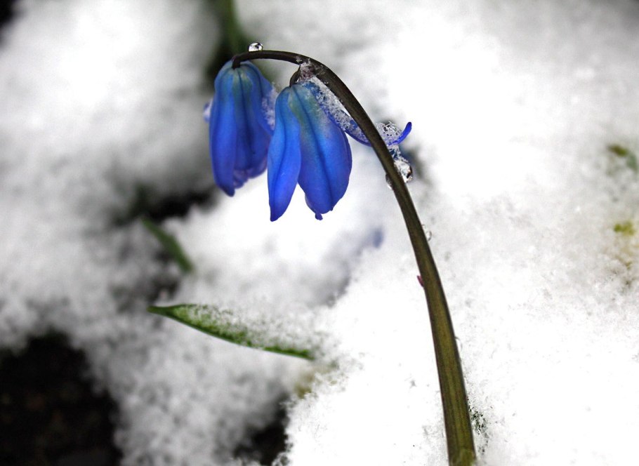 Голубые подснежники в снегу