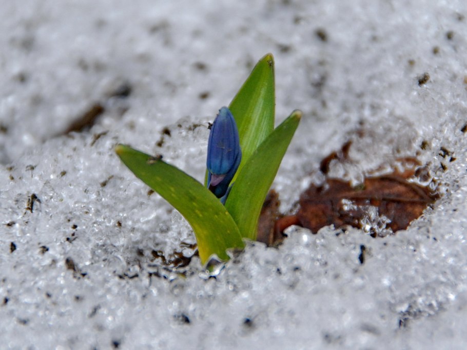 Крокусы из под снега