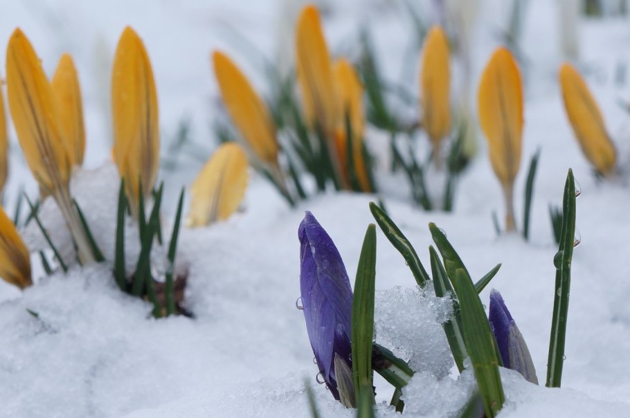 Лавандовый Крокус – Lavender Crocus