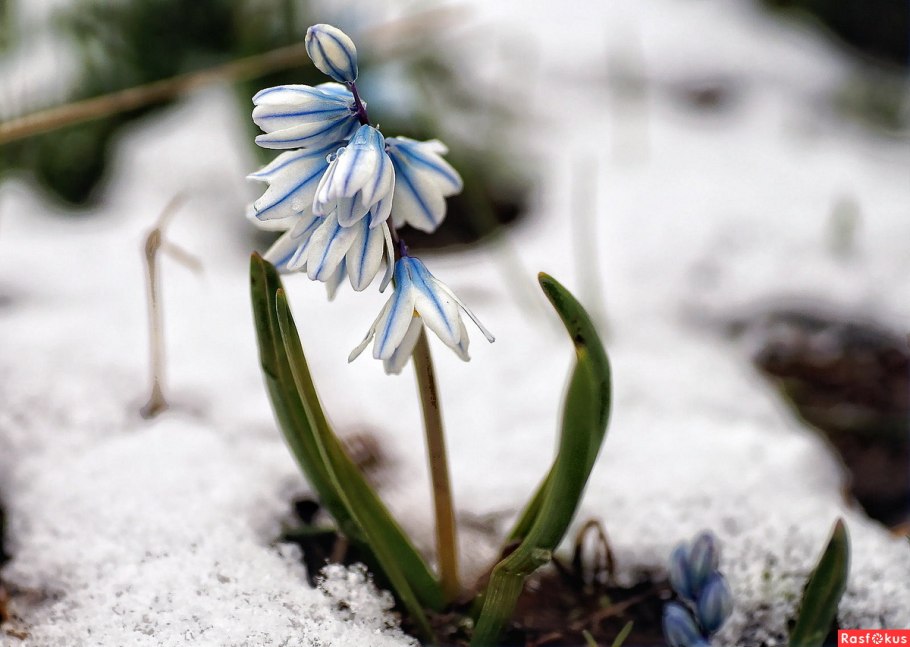 Голубые первоцветы пролески