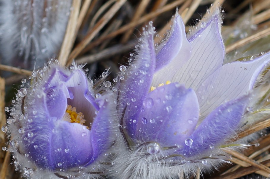 Пролеска Росток