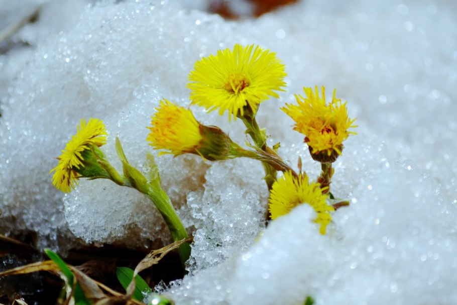 Медуница зимняя