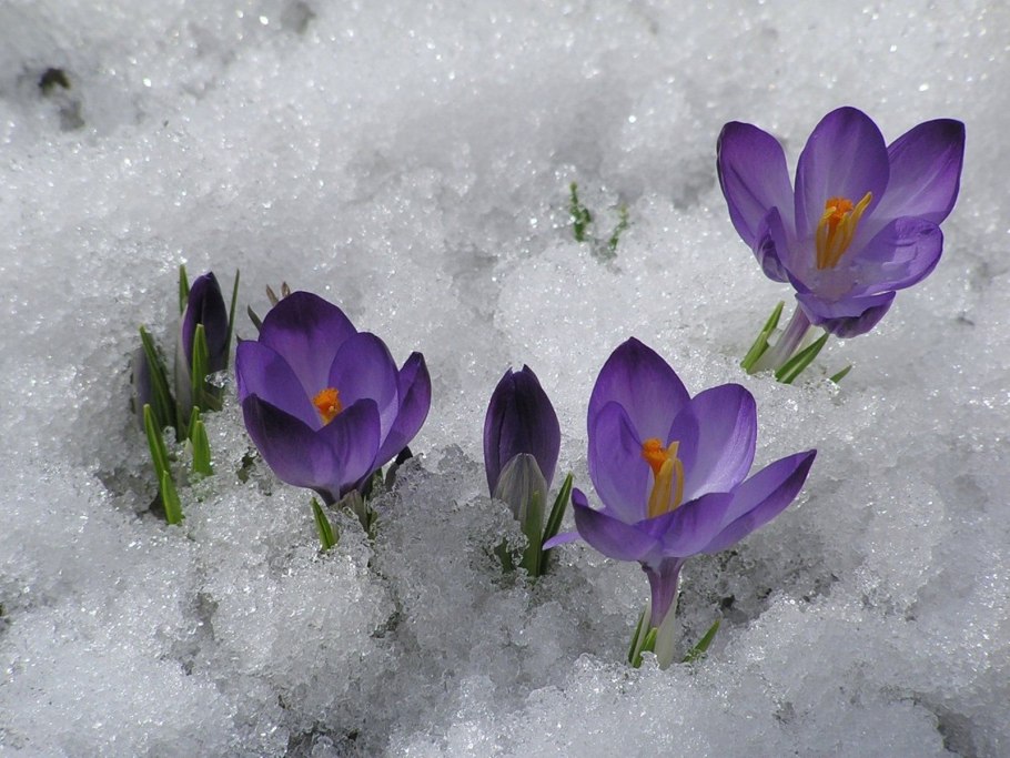 Крокусы и примула