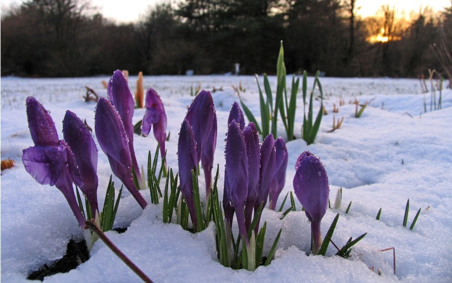 Подснежник на проталинке