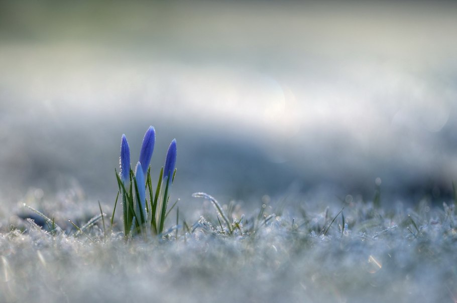 Цветы под снегом
