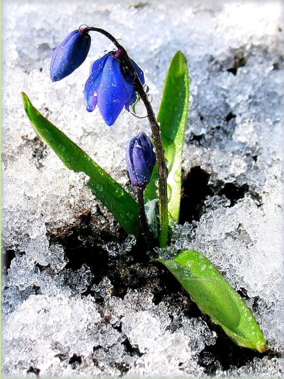 Цветы в снегу