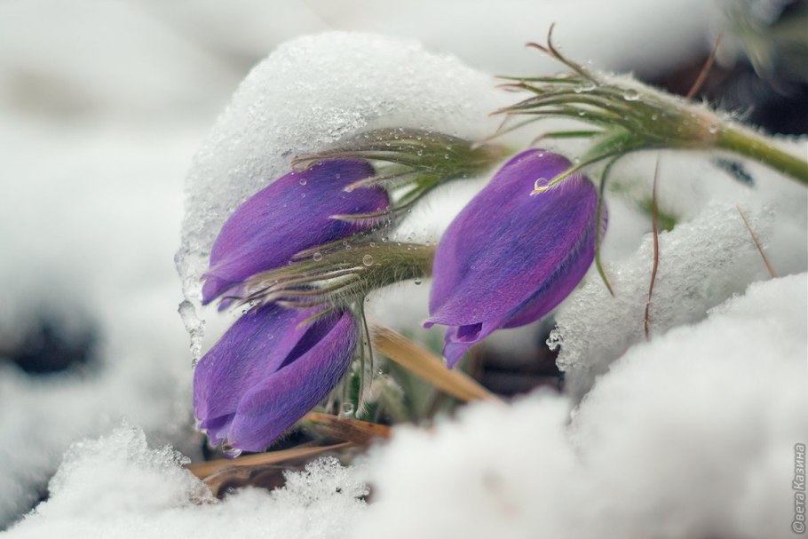 Пролески в снегу