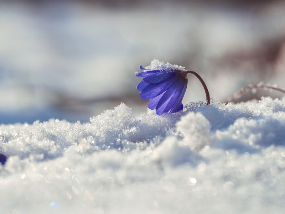 Весенний Росток