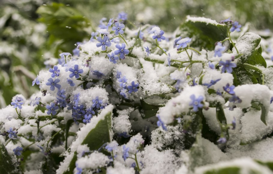 Цветы в снегу