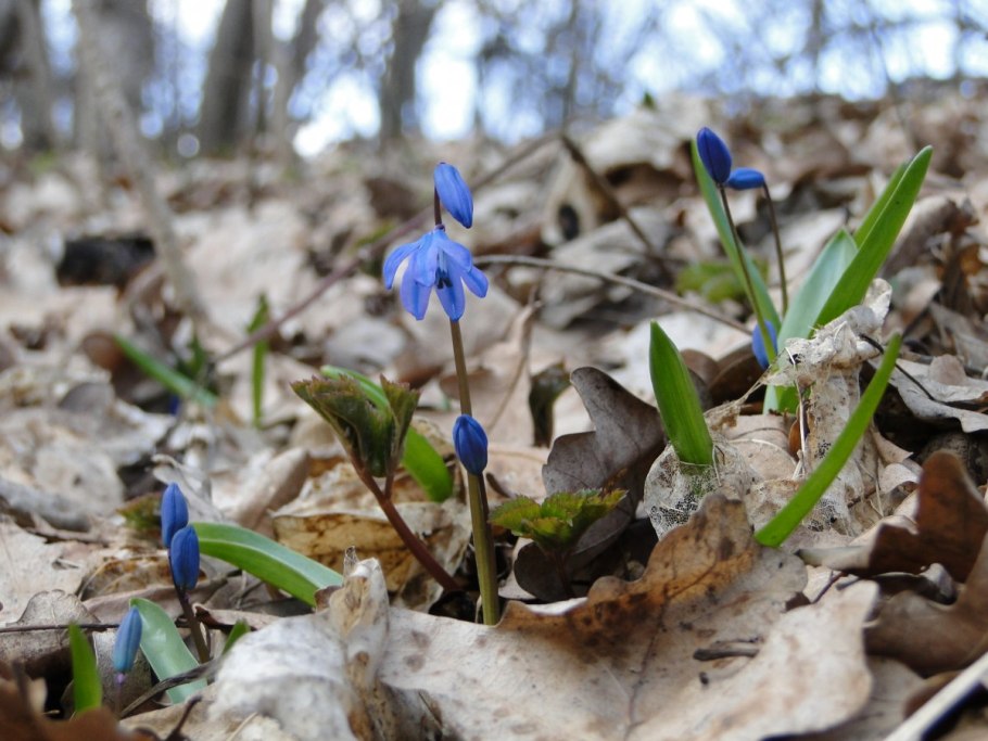 ЕК весенний ветерок фиалка