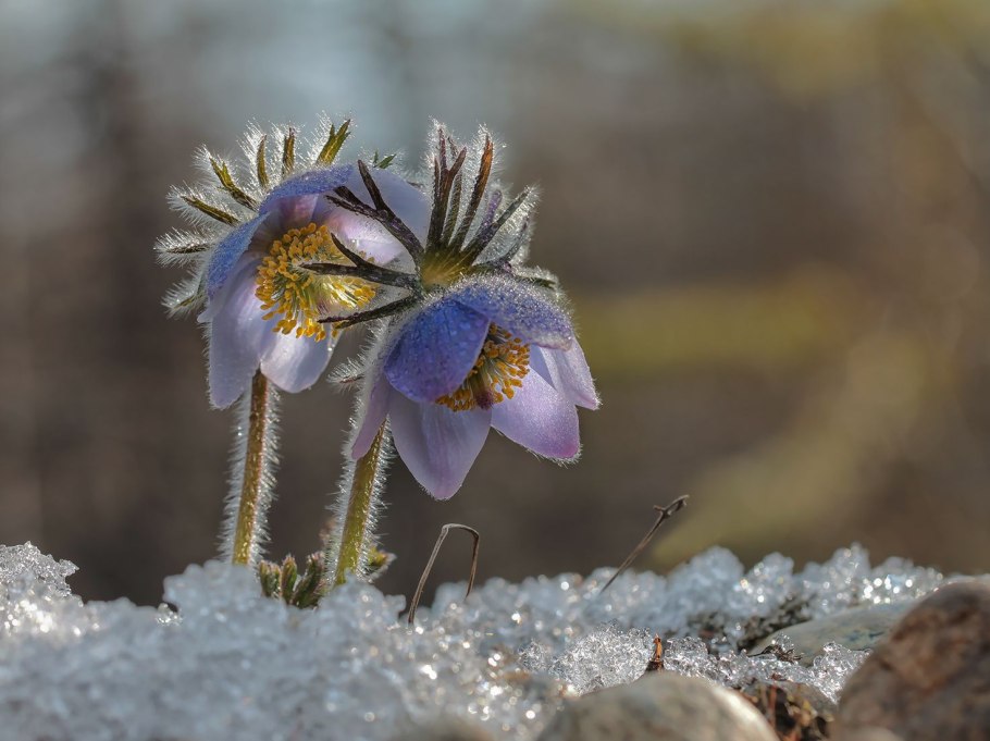 Первоцветы пролеска снег