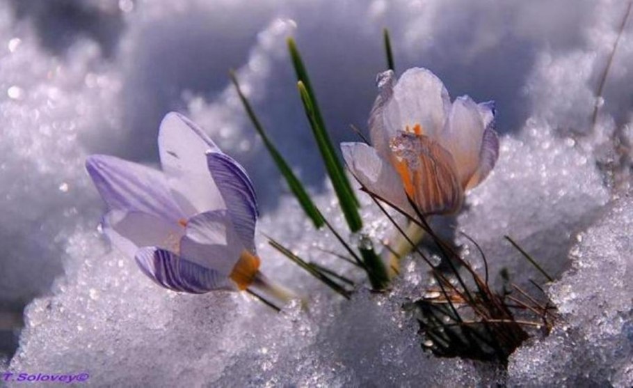 Первоцветы в снегу