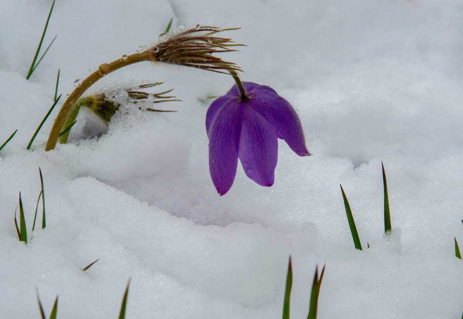 Первоцветы подснежники крокусы