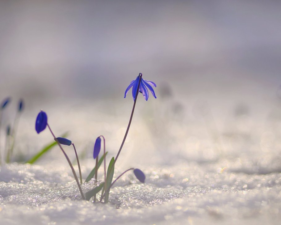 Цветы из под снега