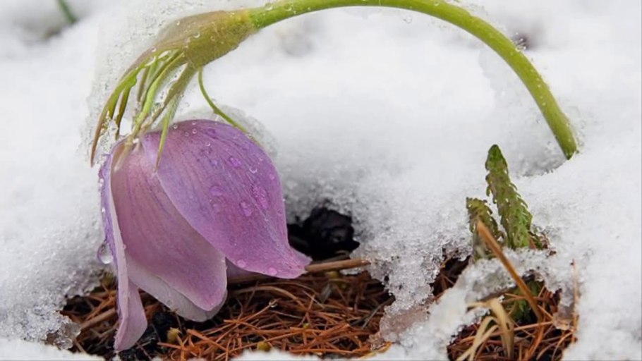 Подснежники эдельвейсы