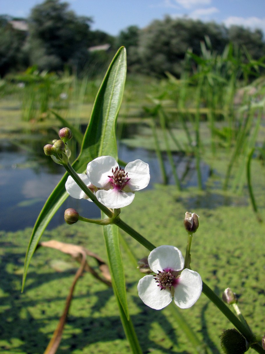 Стрелолист Sagittaria sagittifolia