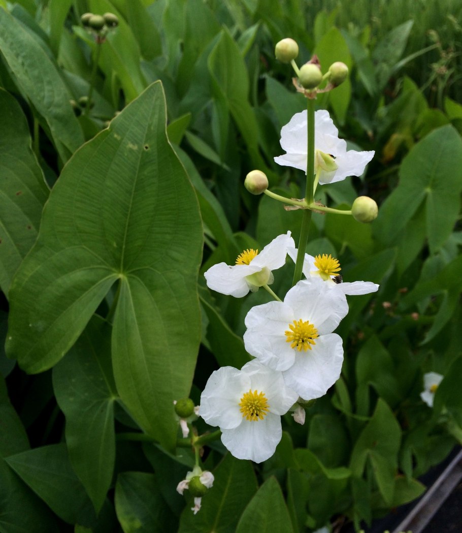 Стрелолист широколистный latifolia