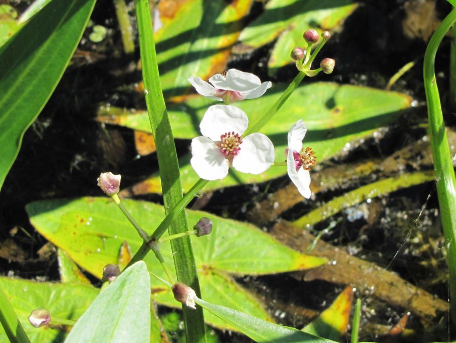 Стрелолист Sagittaria sagittifolia