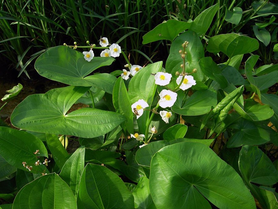 Стрелолист – Sagittaria